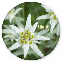 Magnet Edelweiß - füa di