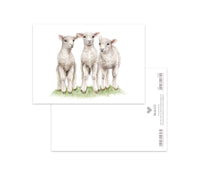 MALUU Postkarte Little Lambs