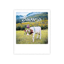 Photo-Postkarte "bavarian cow"