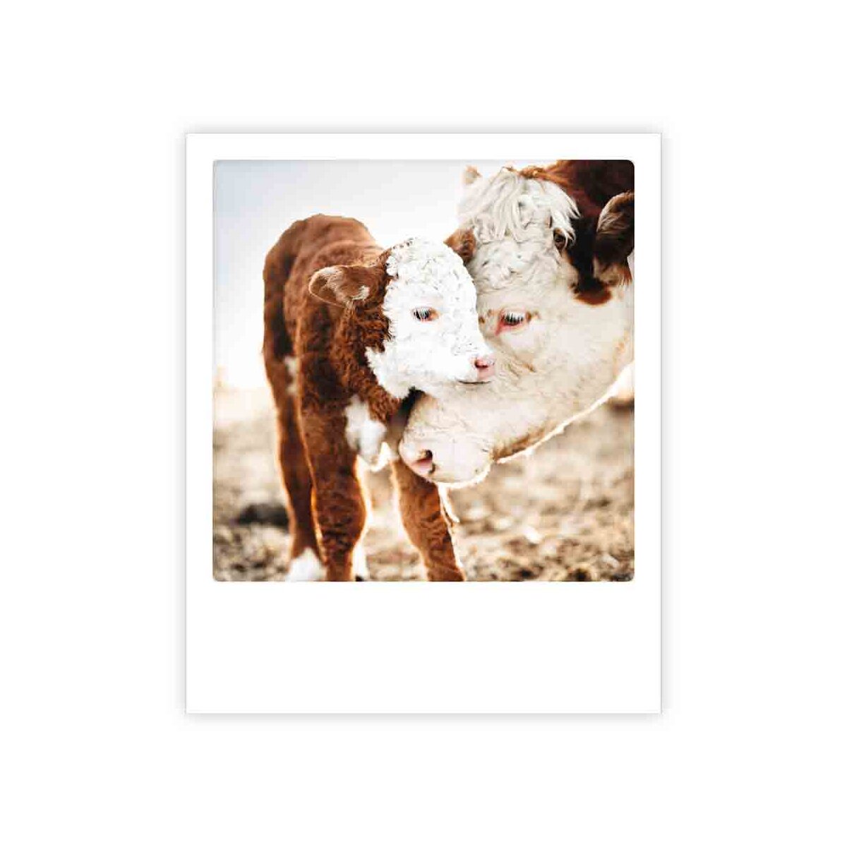 Photo-Postkarte "mutterliebe kuh"