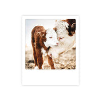 Photo-Postkarte "mutterliebe kuh"