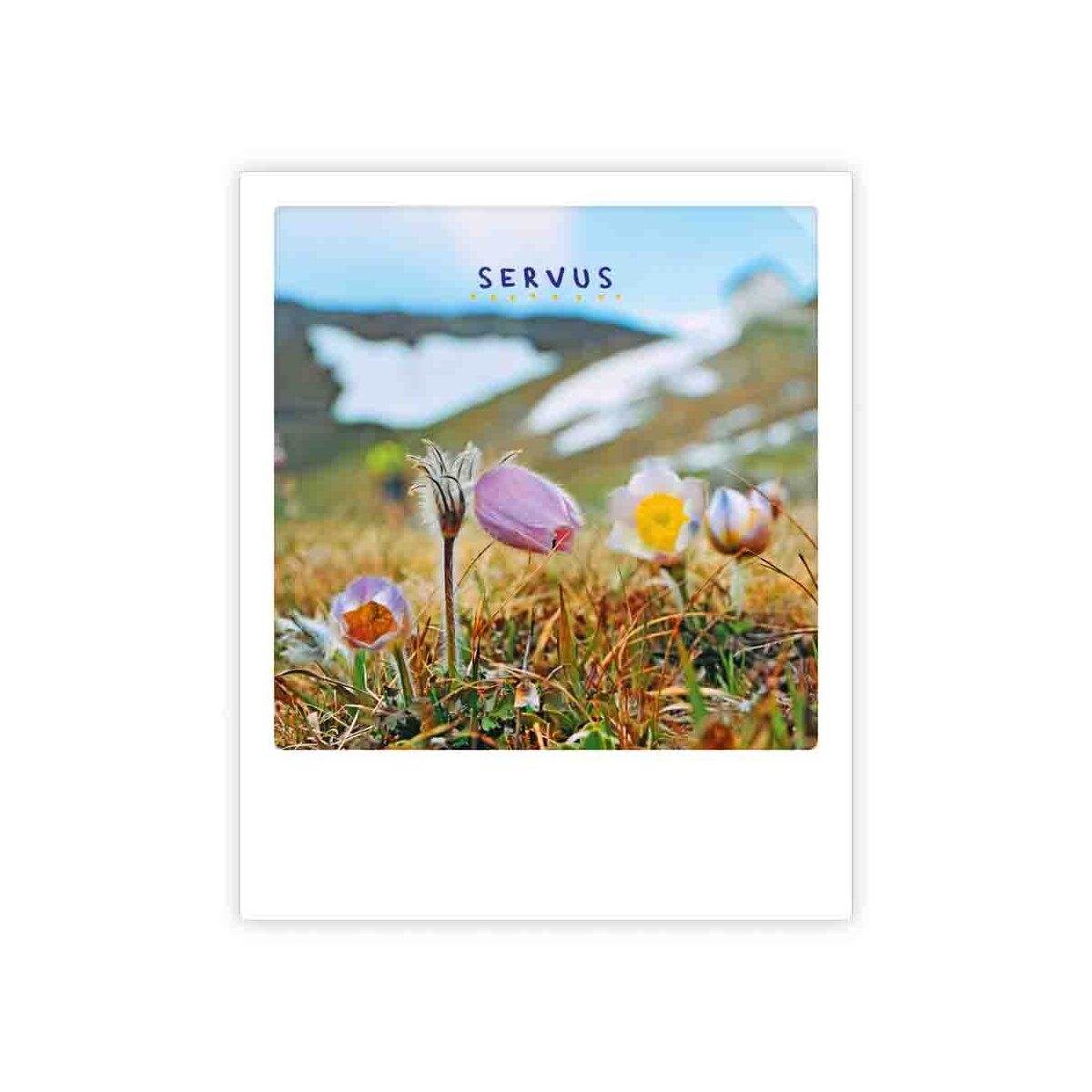 Photo-Postkarte "servus blumen"