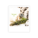 Photo-Postkarte "servus murmeltier"